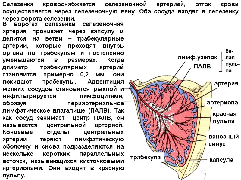 лимф.узелок ПАЛВ артерия артериола красная  пульпа венозный синус капсула трабекула Селезенка кровоснабжается селезеночной
